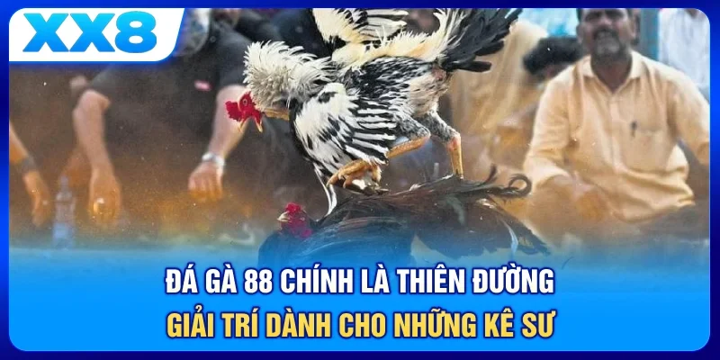 Đá gà 88 chính là thiên đường giải trí dành cho những kê sư