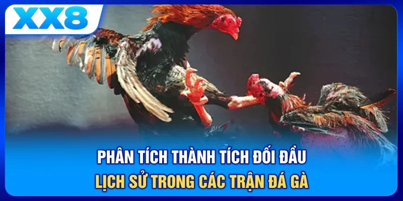 Phân tích thành tích đối đầu lịch sử trong các trận đá gà